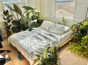 Calming Bedroom Plant Arrangements for Restful Sleep