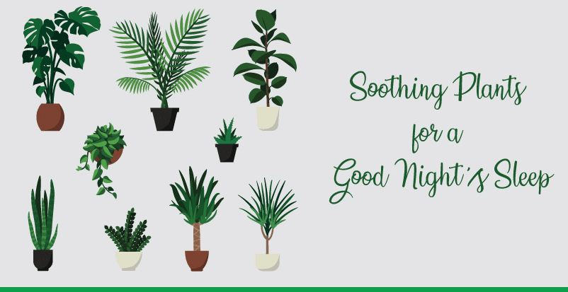 Illustrated collection of potted houseplants with the phrase “Soothing Plants for a Good Night’s Sleep” on a soft gray background