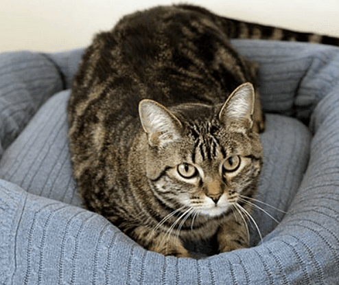 Brown tabby cat lying comfortably in a soft pet bed made from a blue cable knit sweater